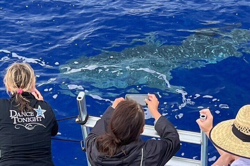 2.5 Hour Whale Watching Experience in Kona