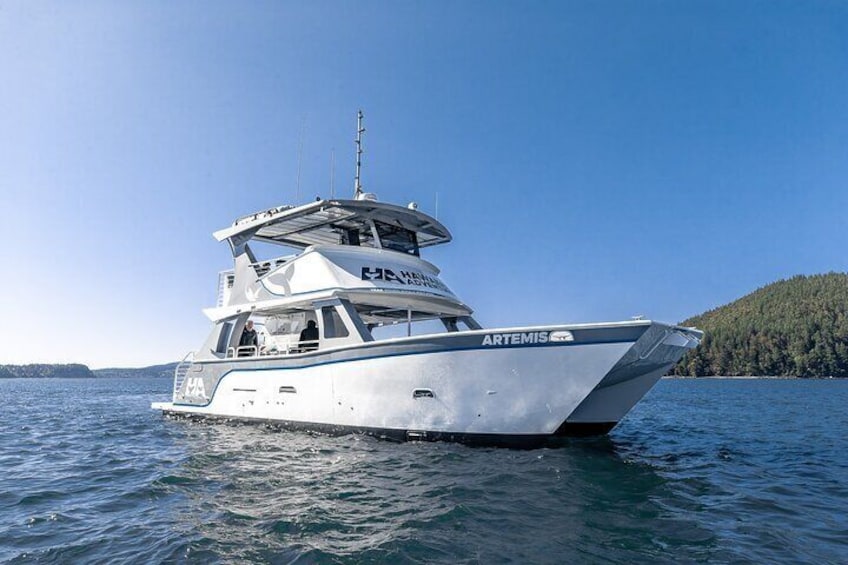 Guaranteed Dolphin and Whale Watch Tour in Kona