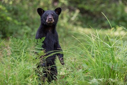 BLACK BEAR VIEWING AND WALKING AT OUTDOOR CTR'S CANYON - Saguenay Guided To...