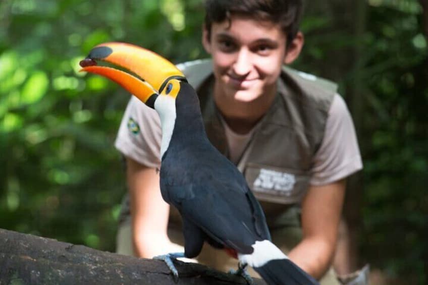 Iguassu Falls on the Brazilian Side: Macuco Safari, Helicopter Flight, Bird Park
