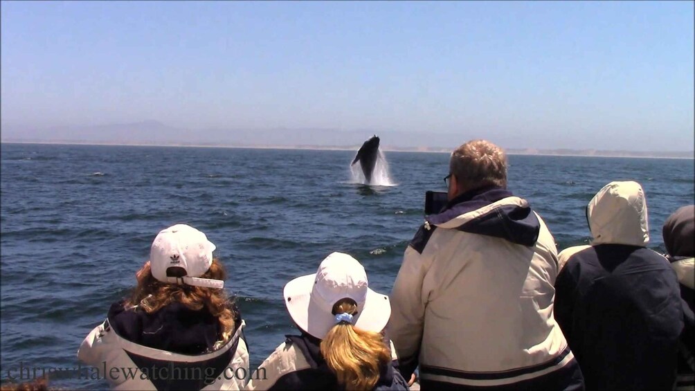 Picture 6 for Activity Monterey: Monterey Bay Dolphin and Whale Watching Boat Tour