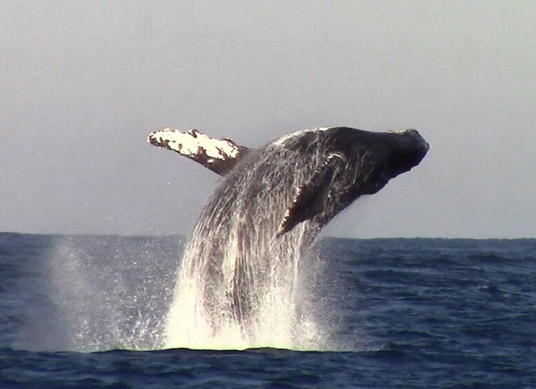 Picture 1 for Activity Monterey: Monterey Bay Dolphin and Whale Watching Boat Tour