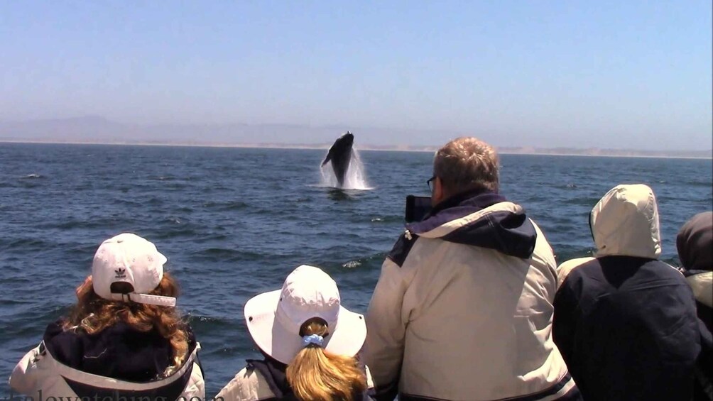 Picture 6 for Activity Monterey: Monterey Bay Dolphin and Whale Watching Boat Tour