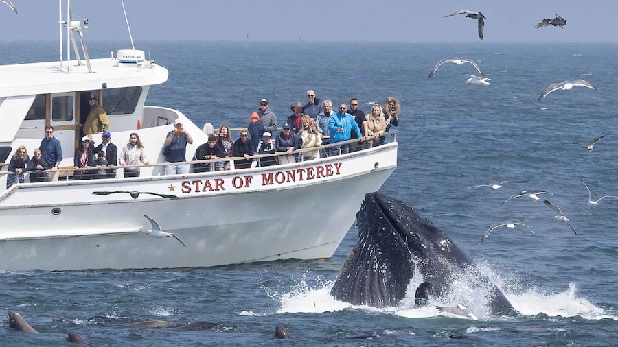 Picture 9 for Activity Monterey: Monterey Bay Dolphin and Whale Watching Boat Tour
