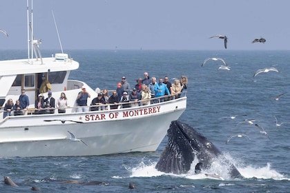 Monterey: Monterey Bay dolfijn- en walvistour per boot