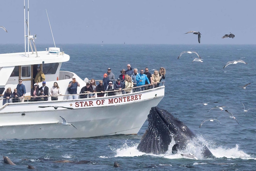 Picture 9 for Activity Monterey: Monterey Bay Dolphin and Whale Watching Boat Tour