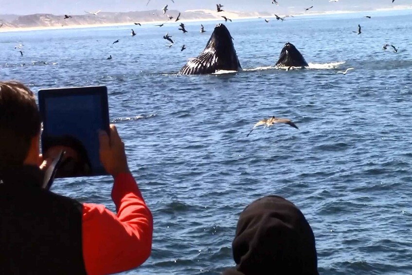 Picture 8 for Activity Monterey: Monterey Bay Dolphin and Whale Watching Boat Tour