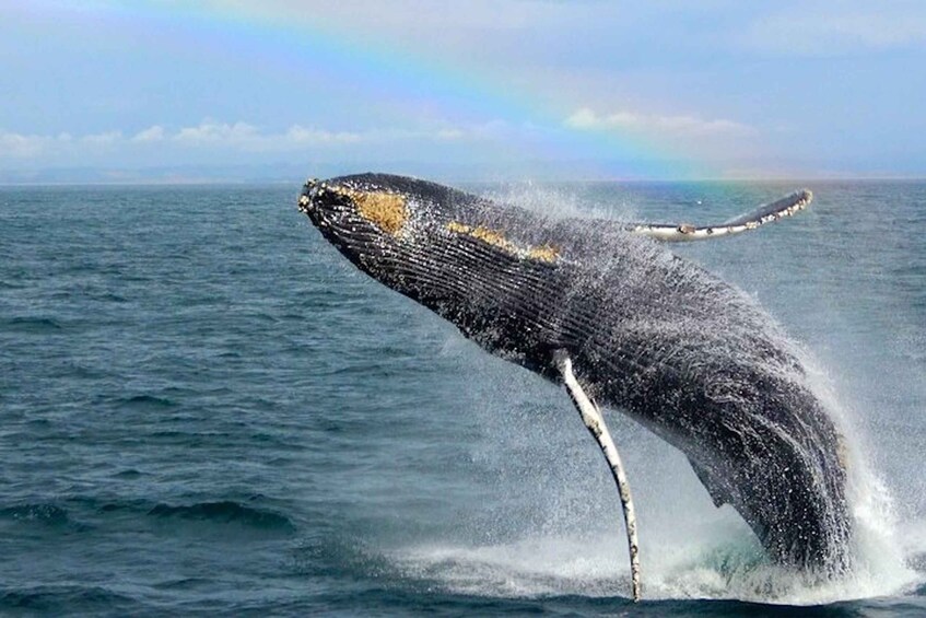 Picture 3 for Activity Monterey: Monterey Bay Dolphin and Whale Watching Boat Tour