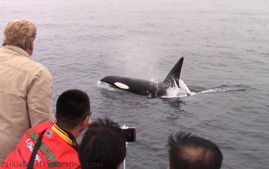 Picture 5 for Activity Monterey: Monterey Bay Dolphin and Whale Watching Boat Tour