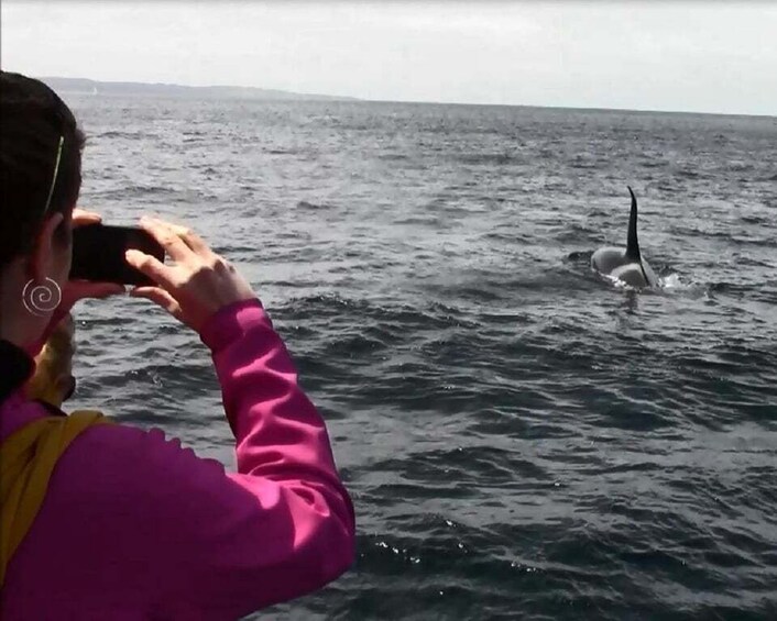 Picture 7 for Activity Monterey: Monterey Bay Dolphin and Whale Watching Boat Tour