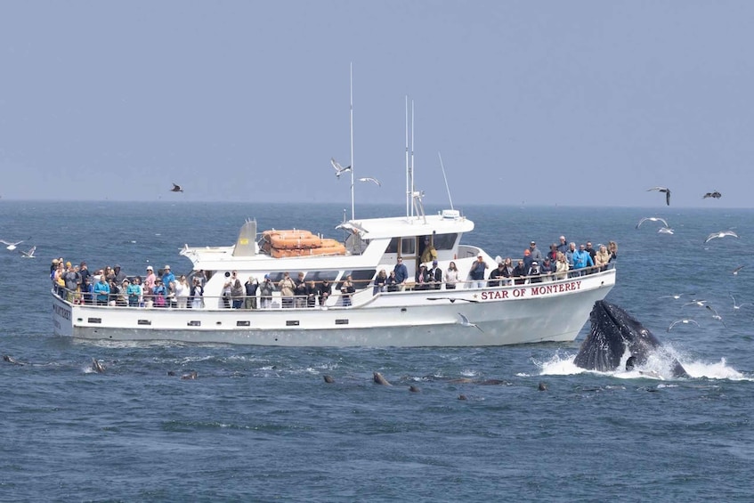 Monterey: Monterey Bay Dolphin and Whale Watching Boat Tour