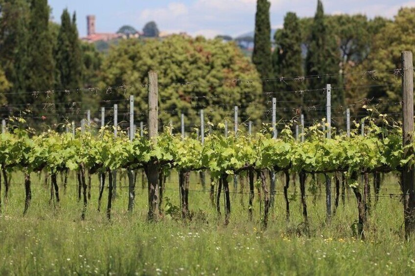 Wine tour and lunch in Lucca area