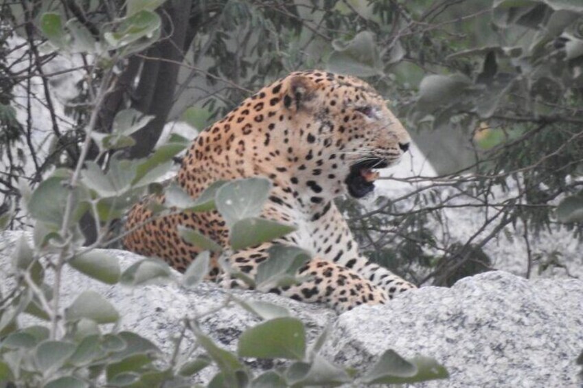 2 Days Safari Tour in Jawai and Jodphur