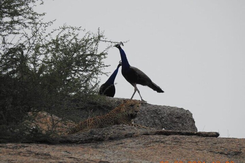 2 Days Safari Tour in Jawai and Jodphur