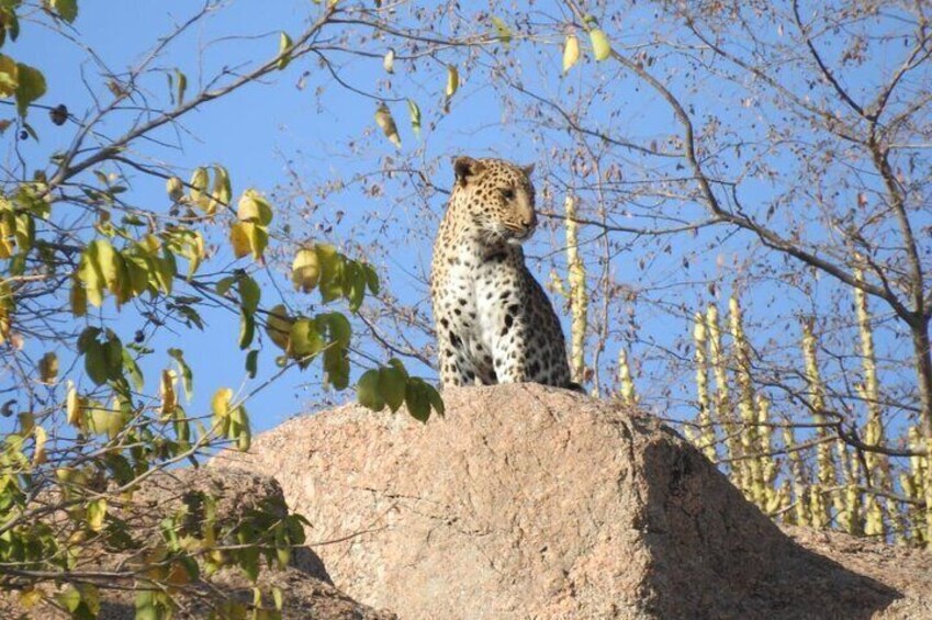 2 Days Safari Tour in Jawai and Jodphur