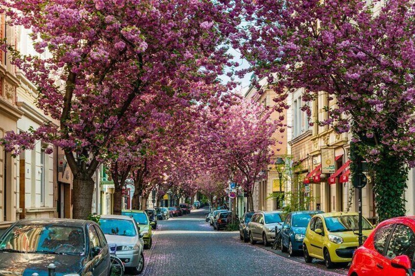 Beethoven and Bonn Highlights Tour from Cologne by Car