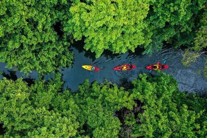 Afternoon Guided Kayak Tour on the Tamarin River