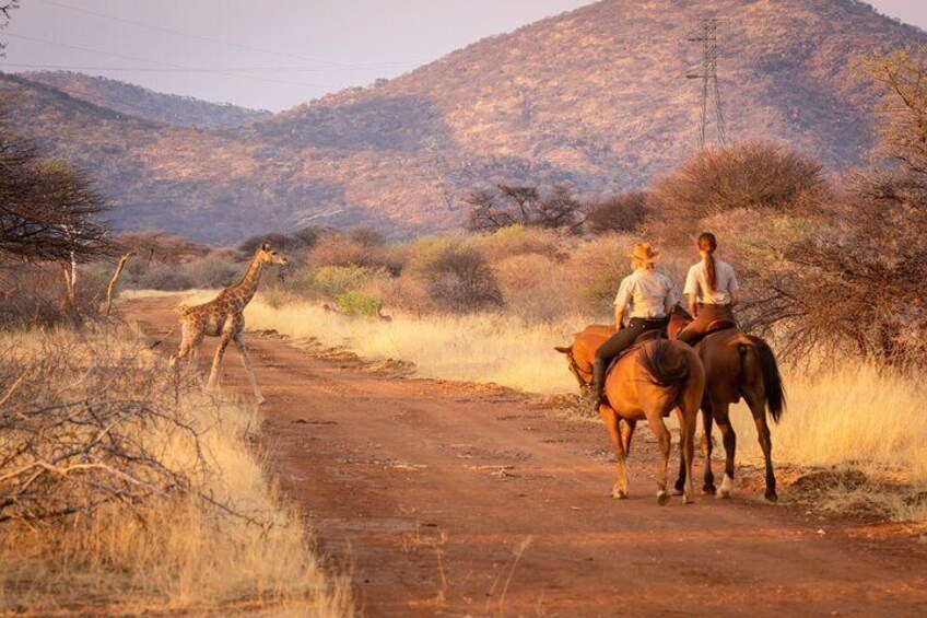 Full-Day Horseback Safari and Wine Tasting Private Guided Tour