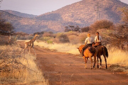 Horseback Safari and Wine Tasting Private Guided Tour
