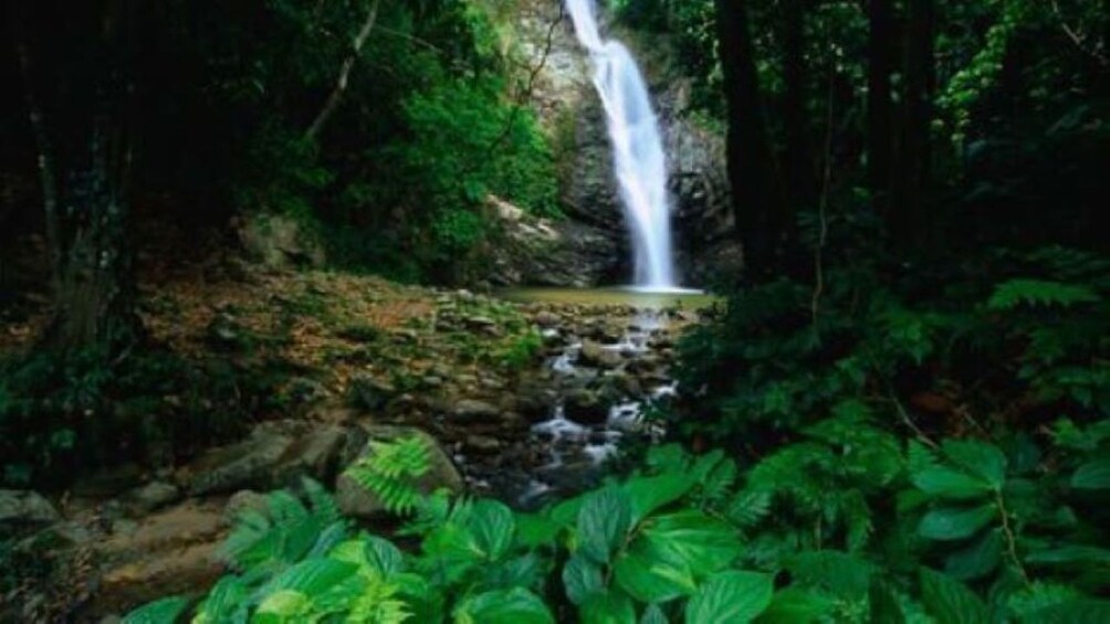 TROPICAL RAINFOREST WATERFALL DAY-TRIP 