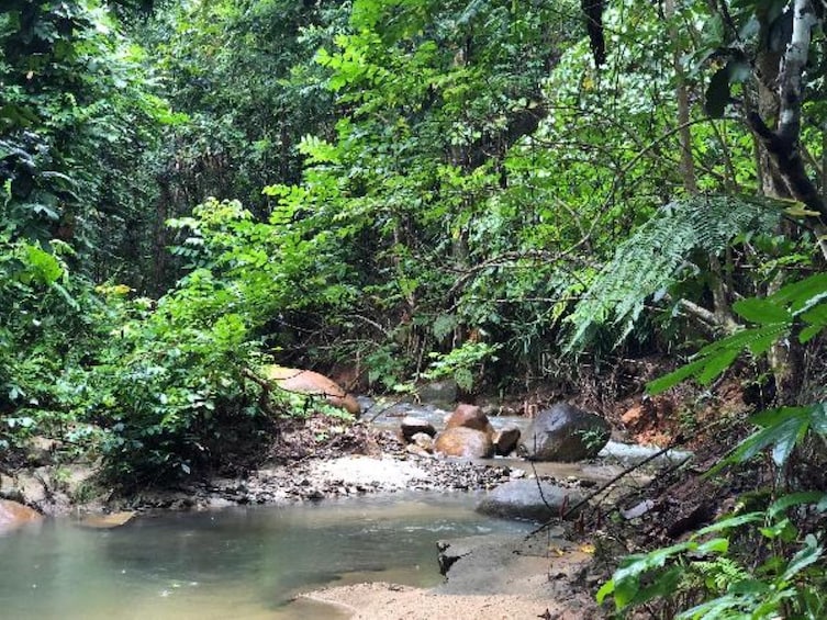 TROPICAL RAINFOREST WATERFALL DAY-TRIP