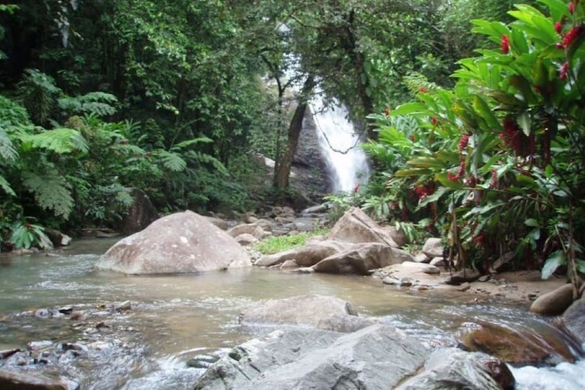 TROPICAL RAINFOREST WATERFALL DAY-TRIP