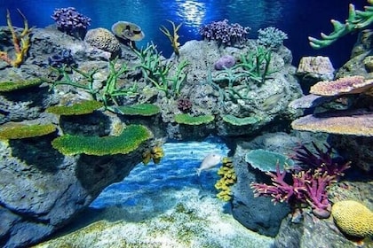 Angkor Wildlife & Aquarium Halbtagestour