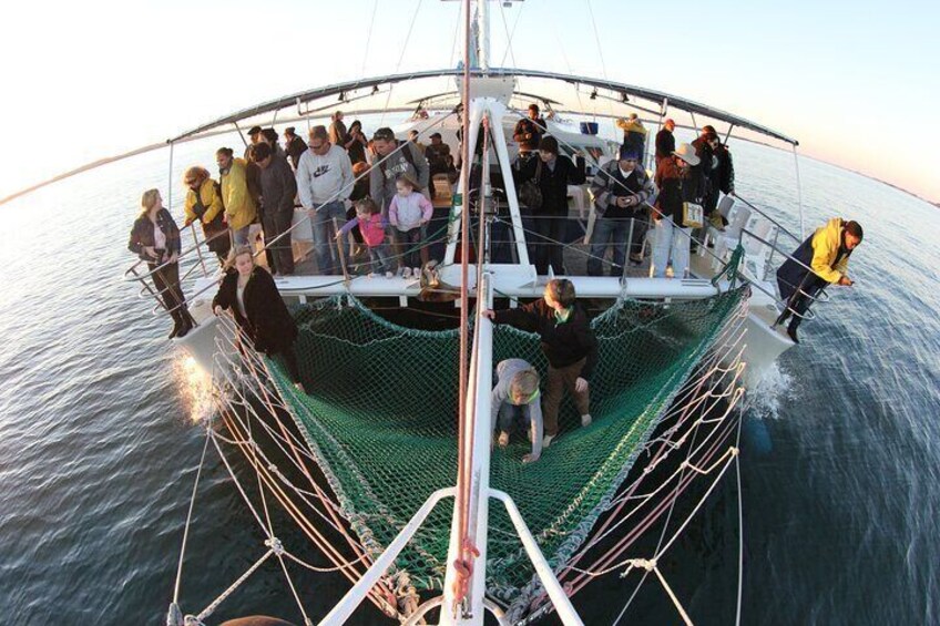 Port Stephens 3 Hour Whale and Dolphin Watch Cruise