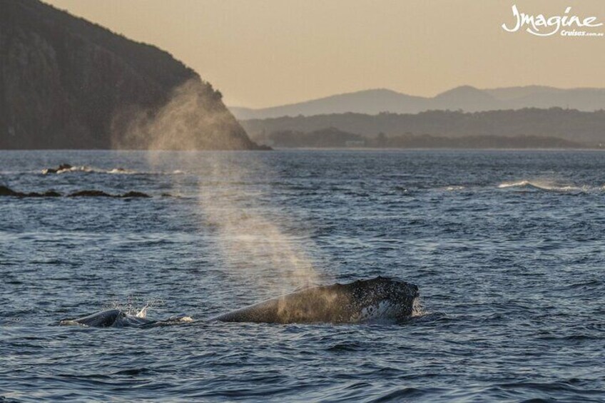 Port Stephens 3 Hour Whale and Dolphin Watch Cruise