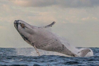 Port Stephens 3 Hour Whale Watch Cruise