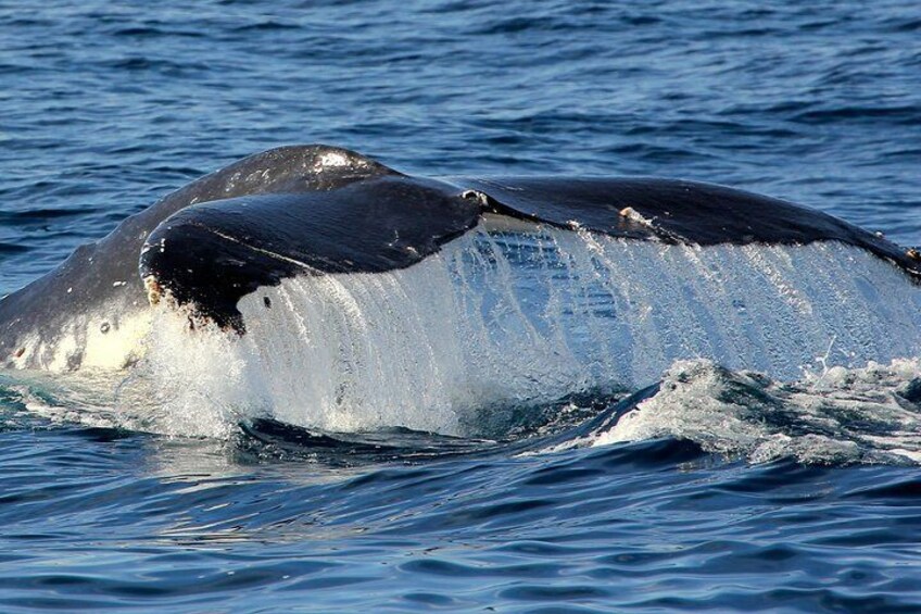 Port Stephens 3 Hour Whale Watch Cruise