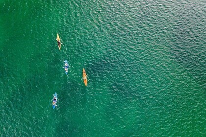 2 Hours Dolphin Kayaking & Snorkelling Tour on the Broadwater