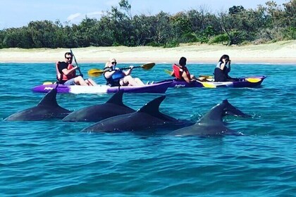 2 Hours Dolphin Kayaking & Snorkelling Tour on the Broadwater