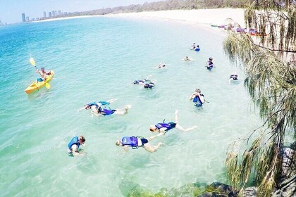 2 Hours Dolphin Kayaking & Snorkelling Tour on the Broadwater