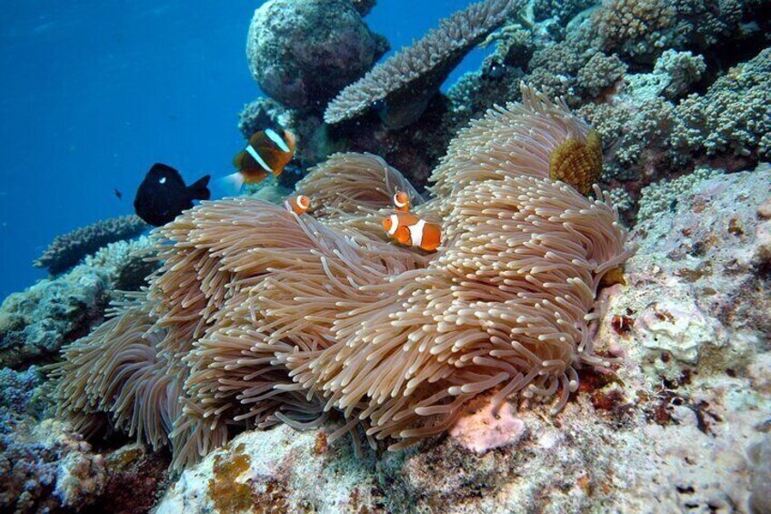 Premium Guided Dive Trip - Outer Great Barrier Reef