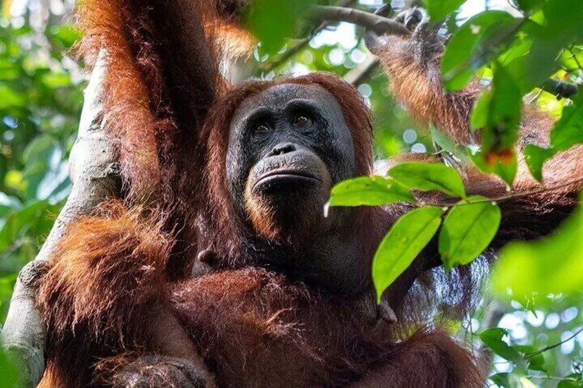 Orangutans in Tanjung Puting