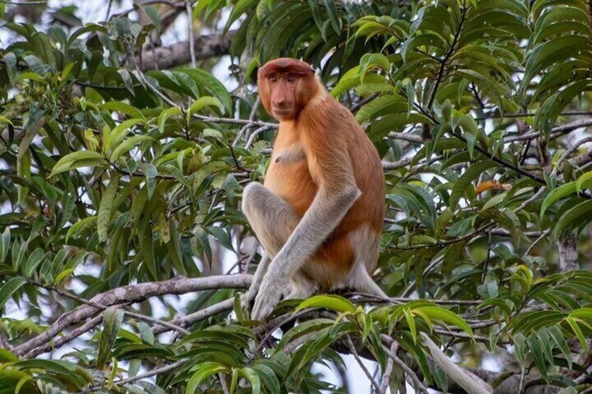 Monkeys in Kalimantan