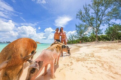 游泳豬和珍珠島海灘度假