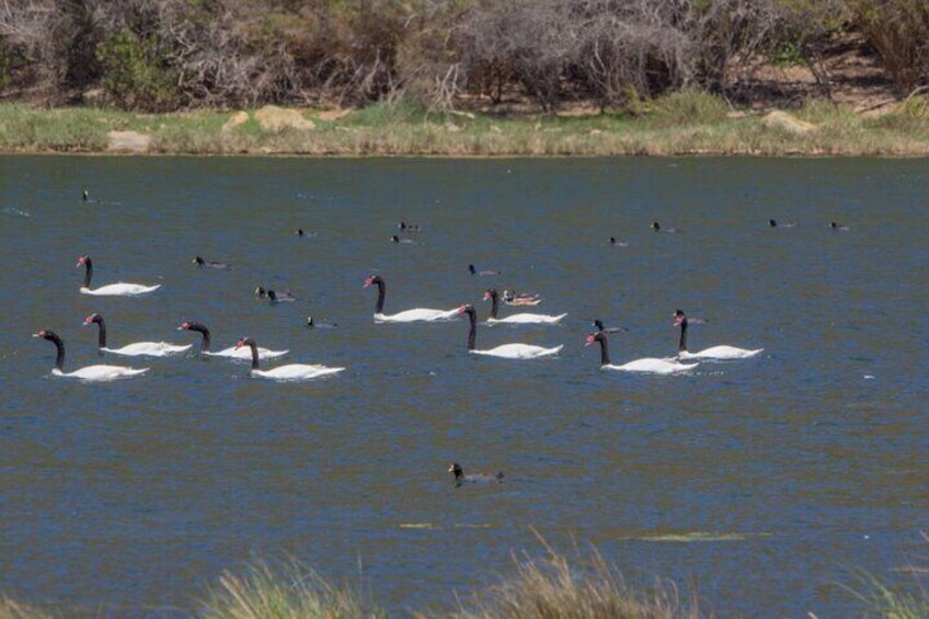 Black necked swan the main character of the journey