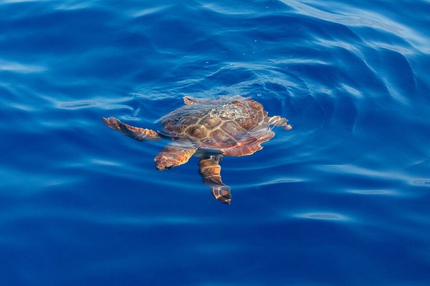 Turtle Island Cruise