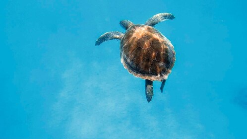 Schildkröten-Kreuzfahrt zur Marathonisi-Insel und Keri-Halbinsel