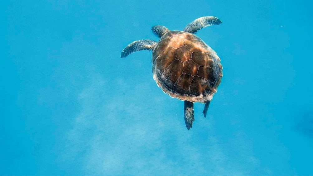 Turtle Island Cruise
