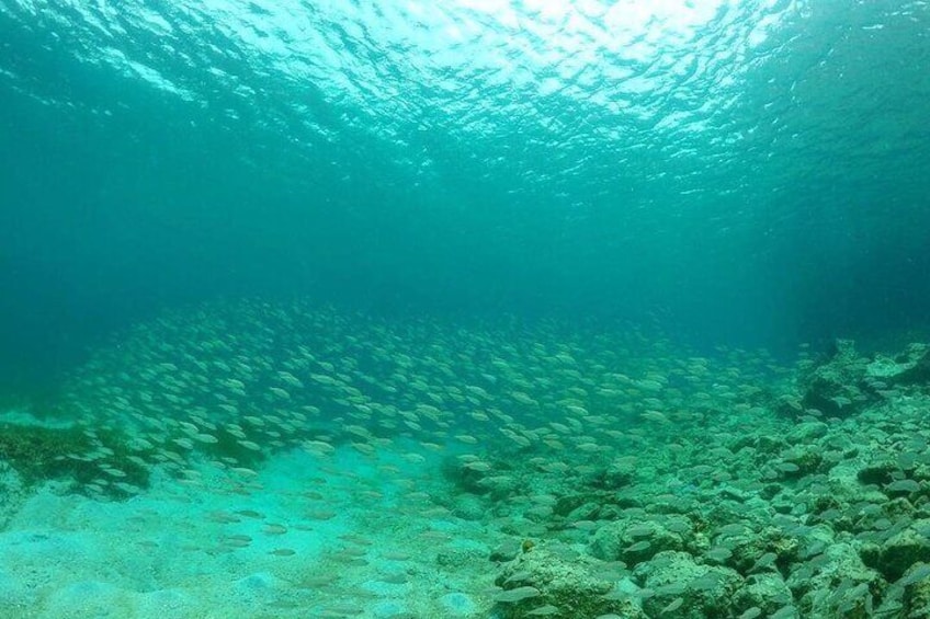 Clear Kayak Tour at Sint Maarten