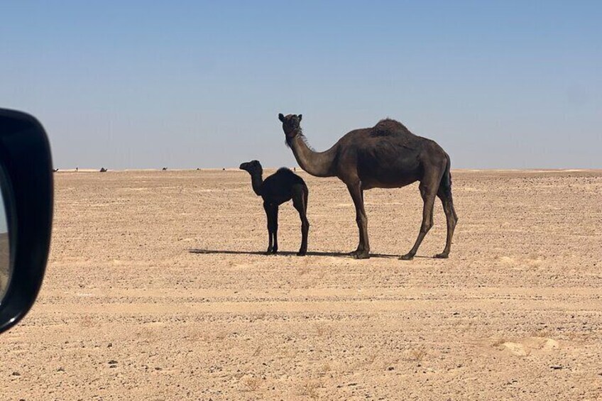 Desert Safari, Sunset & Sand Bashing ( Rub Al Khali Desert )