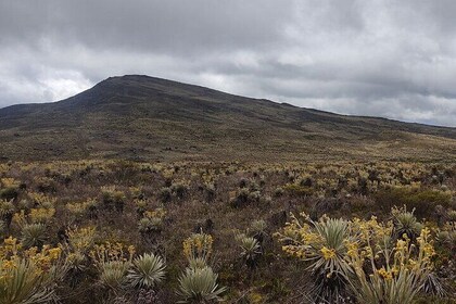 Tour to the Magical Moorland of Sumapaz - Birdwatching Unique species