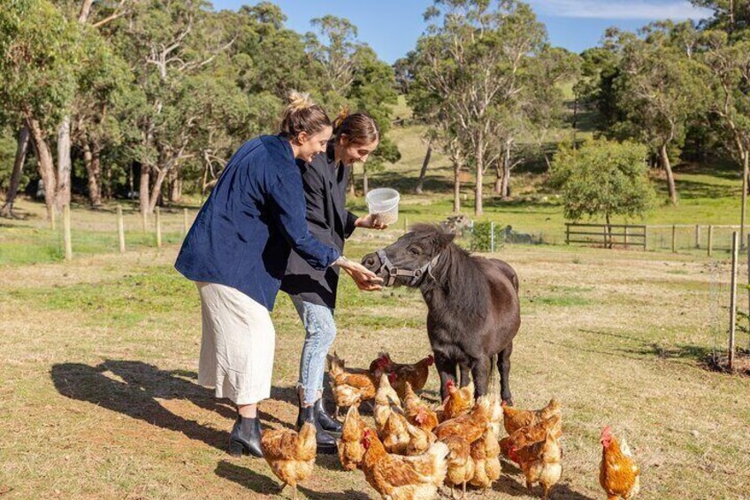 Sustainable Farm Tour and Lunch on the Mornington Peninsula