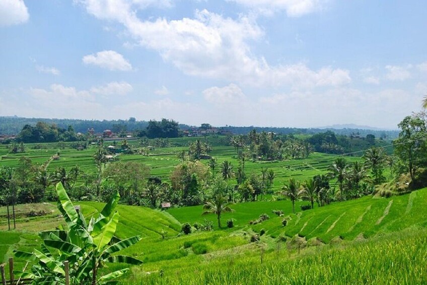 Full Day Group Tour Wonders of Bali with Pickup and Lunch