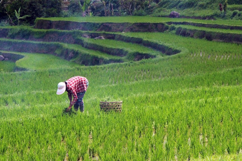 Wonders of Bali Full Day Group Tour including Lunch