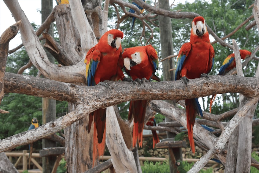 Picture 5 for Activity Cartagena: National Aviary of Colombia Entrance Tickets