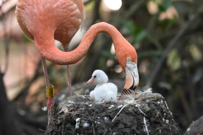 Picture 6 for Activity Cartagena: National Aviary of Colombia Entrance Tickets